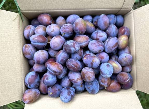 Bayern, Deutschland 17. August 2023: Hier der Blick auf frisch geerntete Zwetschgen, Pflaumen im eigenen Garten in einem Karton, Ernte, Obst, reif *** Bavaria, Germany 17 August 2023 Here the view of freshly harvested plums, plums in their own garden in a box, harvest, fruit, ripe