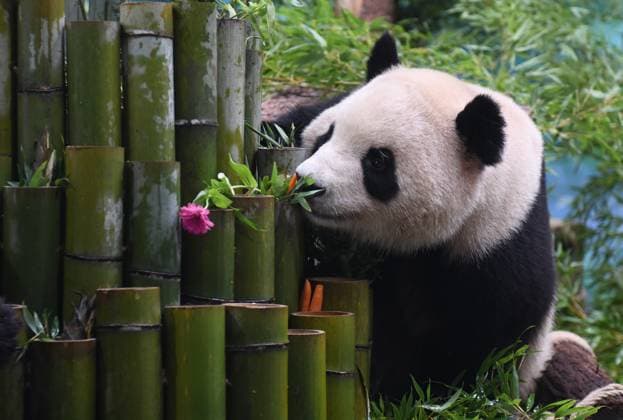 Entertainment Themen der Woche KW33 Pandabären im Hangzhou Zoo HANGZHOU, CHINA - AUGUST 18: A giant panda enjoys a flower at Hangzhou Zoo on August 18, 2023 in Hangzhou, Zhejiang Province of China. Giant pandas Chun Sheng and Xiang Guo met the public on Friday after a 7-day adjustment period at the zoo.  Copyright: xChinaxNewsxServicex 111450065536