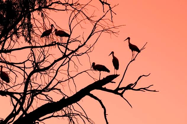 Birds in tree at sunset, Oudtshoorn, Western Cape, South Africa Oudtshoorn 