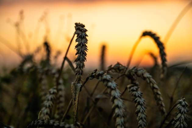 GETREIDEERNTE IN ERFURT 20 08 2023 - Erfurt: Getreideernte im Sonnenuntergang auf einem Feld bei Erfurt am 20. August 2023. _________________ *** GRAIN HARVEST IN ERFURT 20 08 2023 Erfurt Grain harvest in the sunset on a field near Erfurt on 20 August 2023