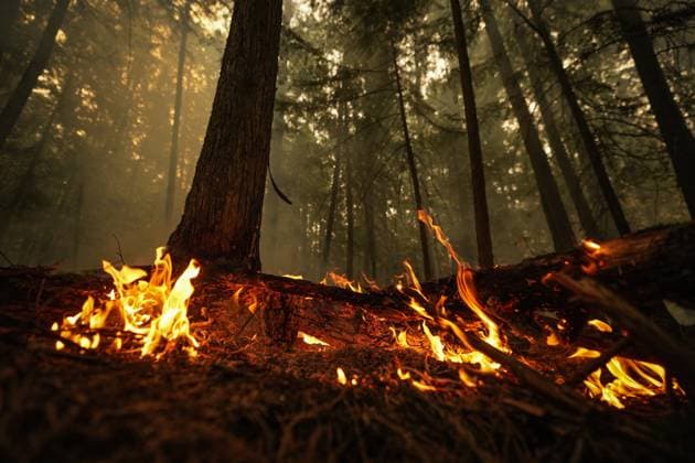 August 20, 2023, Scotch Creek, British Columbia, Canada: A hot spot from the Lower East Adams Lake wildfire burns. Scotch Creek Canada  - ZUMAc35_ 20230820_zaf_c35_088 Copyright: xDarrylxDyckx