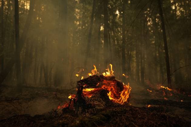 August 20, 2023, SCOTCH CREEK, BC, CANADA: A fallen tree burns at the Lower East Adams Lake wildfire, in Scotch Creek, B.C., on Sunday, August 20, 2023. SCOTCH CREEK CANADA  - ZUMAc35_ 20230820_zaf_c35_119 Copyright: xDarrylxDyckx