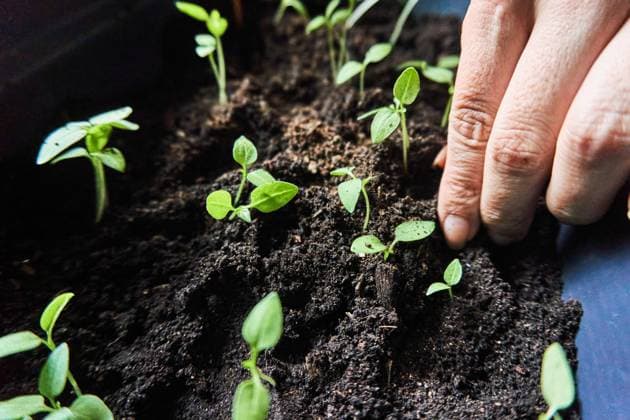 IMAGO Creative, Jahreszeit Frühling, Licht und Sonne Closeup of hand of crop anonymous person planting green seedlings in fertile soil while gardening during daytime Model Released JoseDeJesusSaldana_ID15783_480388_015 Copyright: xJosexDexJesusxSaldanax RECORD DATE NOT STATED