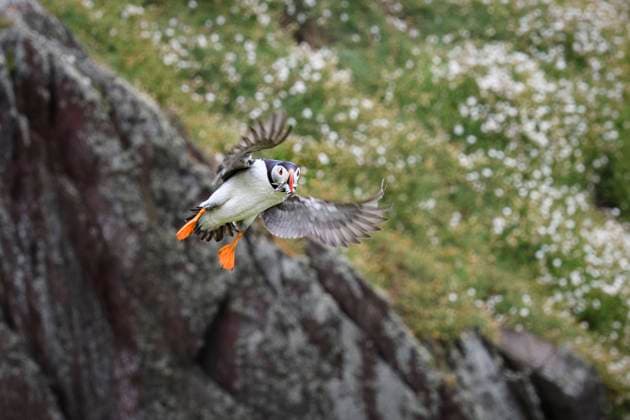 Atlantic Puffin in flight with sand eels in its beak, United Kingdom, Europe Copyright: JanettexHill 1185-362 RECORD DATE NOT STATED