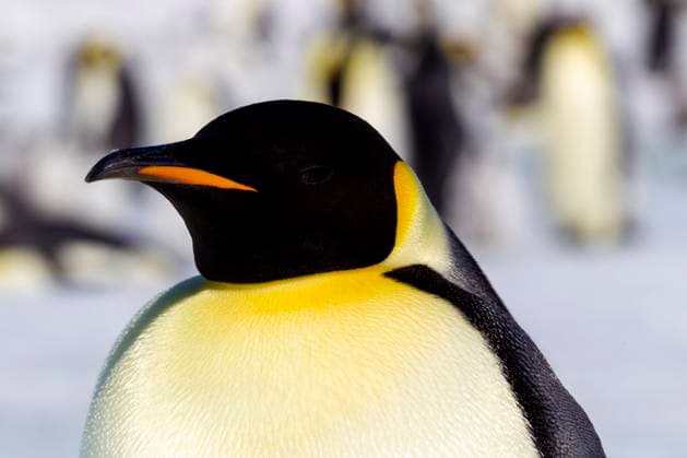 Antarctica, Snow Hill. Headshot of an emperor penguin adult showing the beautiful yellow coloration.  Copyright: xEllenxB.xGoffx x AN02 EGO0099