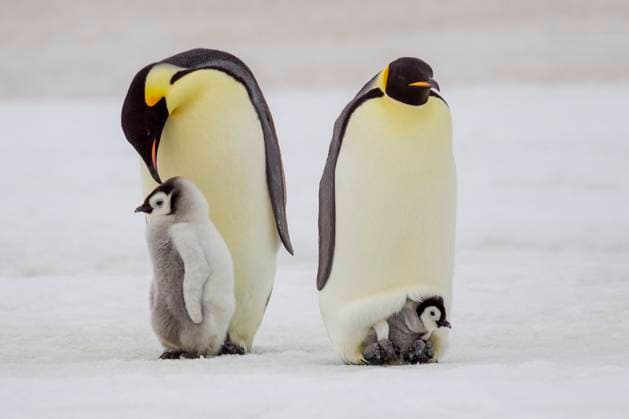 Antarctica, Snow Hill. A very small chick sits on its parent s feet next to an older chick standing with its parent.  Copyright: xEllenxB.xGoffx x AN02 EGO0143