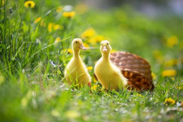 Two yellow ducklings on a background of green grass. Two yellow ducklings on a background of green grass. ,property released Copyright: xZoonar.com Svetlanax 16072849 ,model released, Symbolfoto ,property released