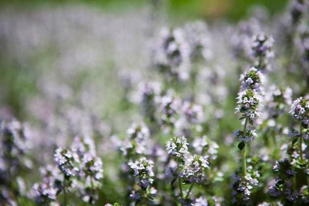 Lemon thyme Lemon thyme is antiseptic, cough suppressant, stomachic, antispasmodic and even healing. Copyright: xAMELIE-BENOISTx xIMAGExPOINTxFRx xBSIPx 016220_1253 Bsip_016220_1253 model release