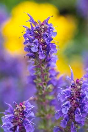 Purple Hyssop  Copyright: xCreativexSparksxImageryxLLCx(LEN)x x NA01 LEN0815
