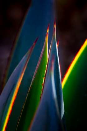 USA, Arizona, Phoenix. Backlit variegated agave cactus.  Copyright: xWilliamxD.xJaynesx(BJY)x x US03 BJY1250