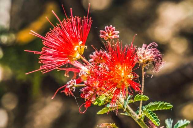 Pink fairy duster blooming, Desert Botanical Garden, Phoenix, Arizona.  Copyright: xWilliamxPerryx x US03 WPE0074