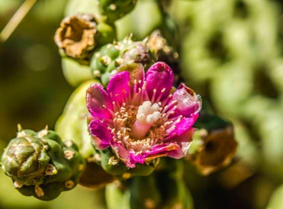 Pink blossom chain fruit cholla, Desert Botanical Garden, Phoenix, Arizona.  Copyright: xWilliamxPerryx x US03 WPE0102