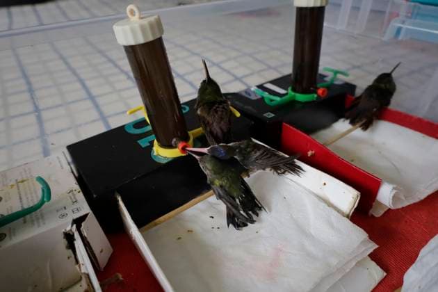 Catia Lattouf, Hummingbird Rescuer And Caregiver In Mexico Zone of injured hummingbirds created by Catia Lattouf, health coucher, rescuer and hummingbird keeper, inside her apartment in Mexico City. Mexico City Mexico City Mexico  Copyright: xGerardoxVieyrax originalFilename: vieyra-notitle230823_npf12.jpg