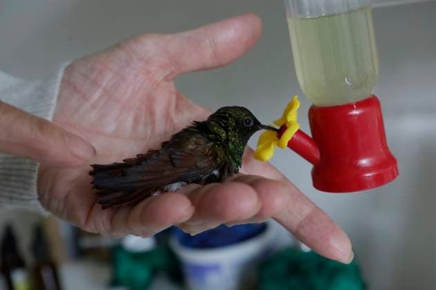 Catia Lattouf, Hummingbird Rescuer And Caregiver In Mexico Catia Lattouf, health coucher, hummingbird rescuer and keeper, brings a hummingbird close to a drinker inside her apartment in Mexico City. Mexico City Mexico City Mexico  Copyright: xGerardoxVieyrax originalFilename: vieyra-notitle230823_npOp8.jpg