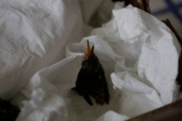 Catia Lattouf, Hummingbird Rescuer And Caregiver In Mexico Zone of injured hummingbirds created by Catia Lattouf, health coucher, rescuer and hummingbird keeper, inside her apartment in Mexico City. Mexico City Mexico City Mexico  Copyright: xGerardoxVieyrax originalFilename: vieyra-notitle230823_np8jr.jpg