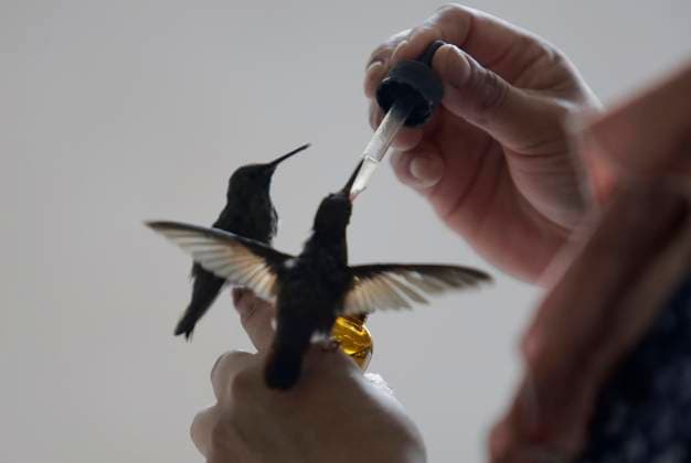 Catia Lattouf, Hummingbird Rescuer And Caregiver In Mexico Catia Lattouf, health coucher, hummingbird rescuer and keeper, along with her domestic worker, feed hummingbirds with an eyedropper inside her apartment in Mexico City. Mexico City Mexico City Mexico  Copyright: xGerardoxVieyrax originalFilename: vieyra-notitle230823_npTk3.jpg