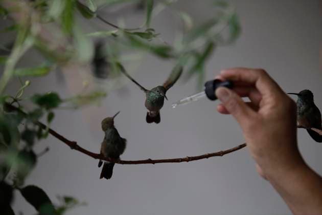 Catia Lattouf, Hummingbird Rescuer And Caregiver In Mexico Catia Lattouf, health coucher, hummingbird rescuer and keeper, along with her domestic worker, feed hummingbirds with an eyedropper inside her apartment in Mexico City. Mexico City Mexico City Mexico  Copyright: xGerardoxVieyrax originalFilename: vieyra-notitle230823_np8Fb.jpg