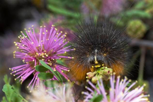 USA, Texas, Hill Country. Salt marsh moth caterpillar mimics flowers as camouflage.  Copyright: xWilliamxD.xJaynesx(BJY)x x US44 BJY0161