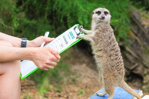 Entertainment Themen der Woche KW34 Entertainment Bilder des Tages ZSL London Zoo annual weigh-in of animals photocall, London, UK London, UK, 24th Aug 2023. Dracula takes an interest in his vital stats. Keeper Chelsea with cheeky meerkats Frank, Dracula (who has a chipped tooth) and Penelope. The annual weigh-in at ZSL London Zoo sees keeper taking the weight, as well as other measurements, of their animals. This helps to track the wellbeing of animals, can detect early pregnancy., Credit:Imageplotter Avalon  Copyright: xImageplotterx xAvalonx 0799727220