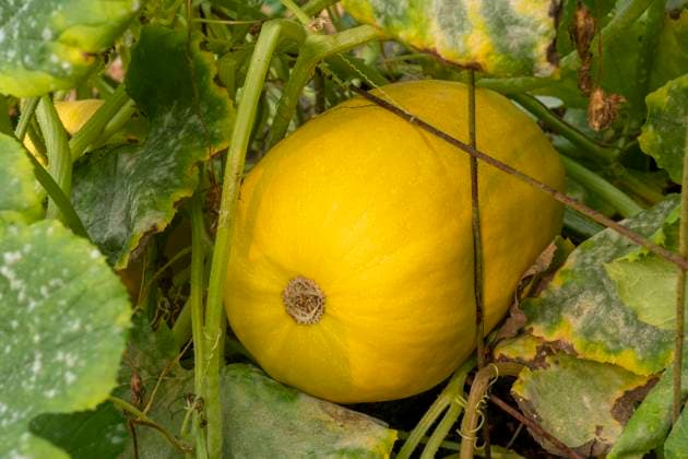 Issaquah, Washington State, USA. Spaghetti squash plant with a squash stuck in a hole of the trellis.  Copyright: xJanetxHortonx x US48 JHO1988