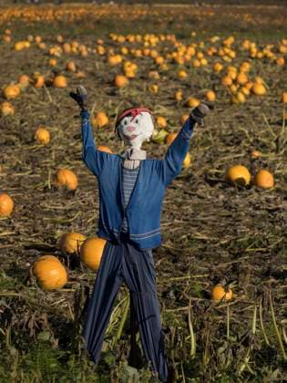 IMAGO Creative, Jahreszeit Herbst auf dem Land Usa, Washington State, Carnation, scarecrow in pumpkin field Halloween  Copyright: xMerrillxImagesx x US48 JME1721