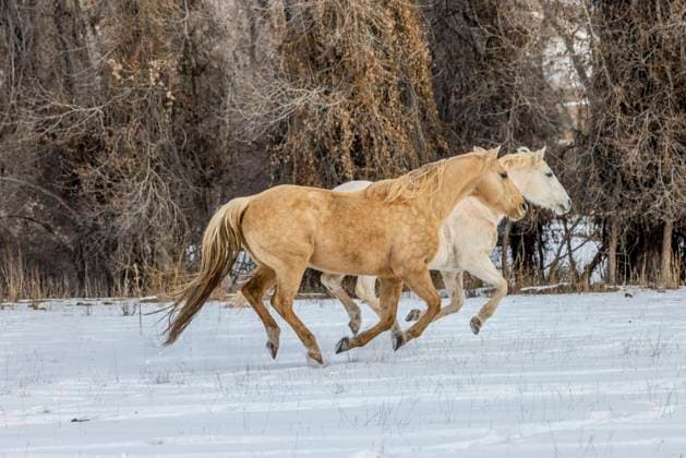 USA, Wyoming. Hideout Horse Ranch, horses running in snow. (PR)  Copyright: xHollicexLooneyx x US51 HLL0188