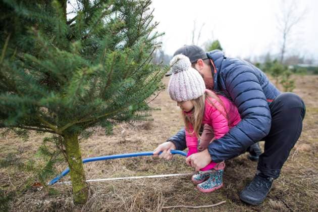 Father and daughter use saw to cut Christmas Tree at tree farm Langley, British Columbia, Canada CR_JDIP230805-1083642-01 ,model released, Symbolfoto