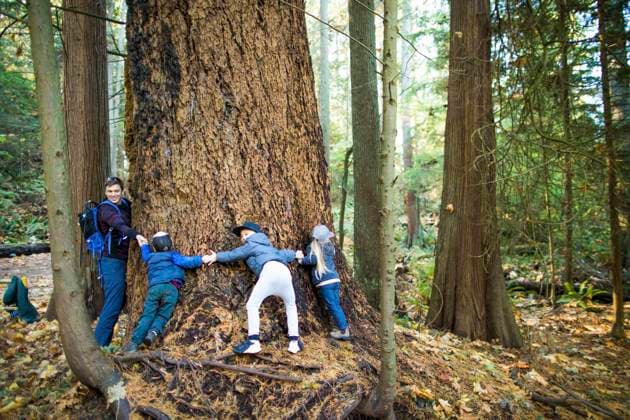 father and three kids wrap their arms around a large tree Vancouver, British Columbia, Canada CR_JDIP230812-866526-01 ,model released, Symbolfoto