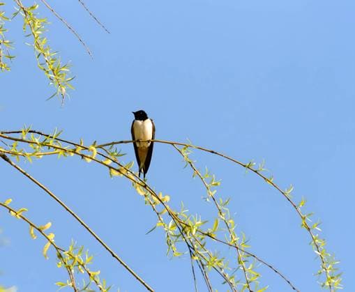 Barn swallow on a green branch against the sky. Ostrava, Moravian-Silesian Region, Czechia R_WEWE230726K-1221908-01