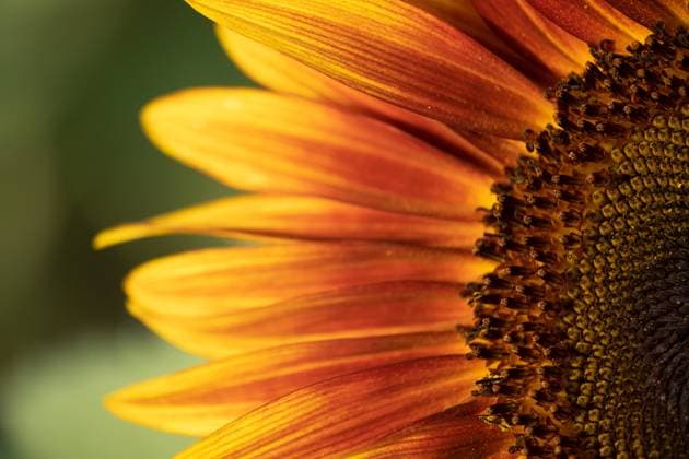 Detail of yellow, orange, and red sunflower in field. United States, Virginia, Nokesville R_YWPB230731-1222888-01