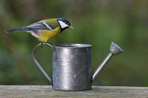  Kohlmeise (Parus major) auf einer Gießkanne im Garten, Belgien, Europa *** Kohlmeise Parus Major at a Watering can at Garden, Belgium, Europe Copyright: imageBROKER/alimdix/xArterrax/xJohanxDexMeester ibltsm09545399.jpg