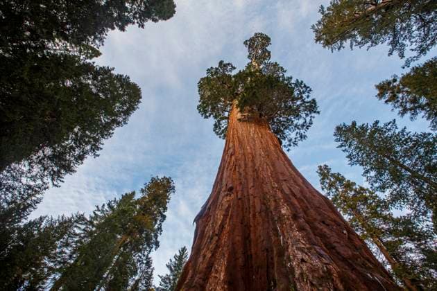 Giant Sequoia trees at King s Canyon National Park, California. Cedar Grove, California, United States CR_STBU230823-1240779-01
