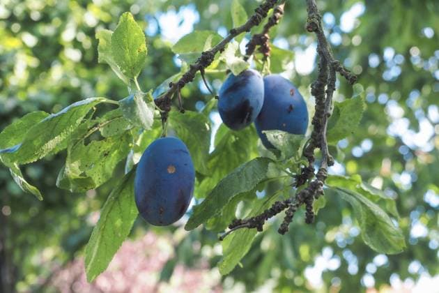 Plum fruits (Prunus domestica fruit) on a plum tree in fruit orchad in Prague, Czech Republic, August 15, 2023. (CTKxPhoto PavelxVesely) CTKPhotoF202308240017401  CTKPhotoF202308240017401