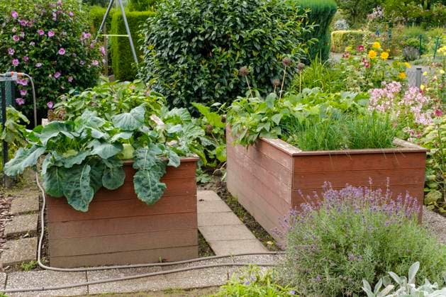IMAGO Creative: Garten, Anbau im Hochbeet Zwei Hochbeete mit Kohlrabi und Schnittlauch bepflanzt, Kleingarten, Nordrhein-Westfalen, Deutschland, Europa *** Two raised beds with Kohlrabi and Chives planted, Allotment garden, North Rhine Westphalia, Germany, Europe Copyright: imageBROKER/WilfriedxWirth ibxdwh09561860.jpg