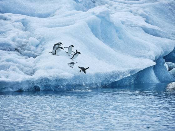 Creative Highlights World Penguins diving from ice into ocean, Antarctic Peninsula, Weddell Sea, Antarctica  Copyright: JocelynxMichel fStopImages2030026