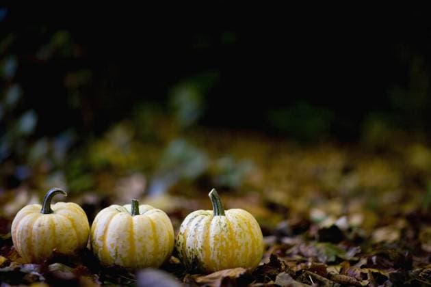 Three yellow pumpkins on ground  Copyright: Ableimages fStopImages2033178