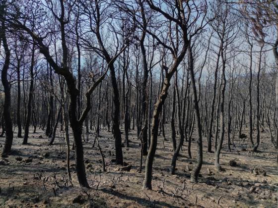Bilder des Jahres 2023, News 08 August News Themen der Woche KW35 News Bilder des Tages Aftermath of the forest fire in Mount Parnitha in the suburbs of Athens Burned tree trunks following the forest fire that raged in Mount Parnitha national park in the suburbs of Athens. Parnitha, Athens Greece Copyright: xNicolasxKoutsokostasxNicolasxKoutsokostasx DSC_202308295820