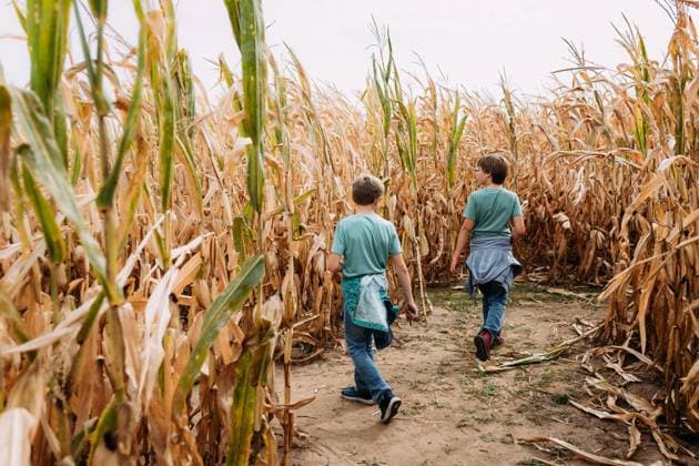 Kids walking through corn maze field in autumn Sikeston, Missouri, United States CR_WEKW230828-1242150-01 ,model released, Symbolfoto