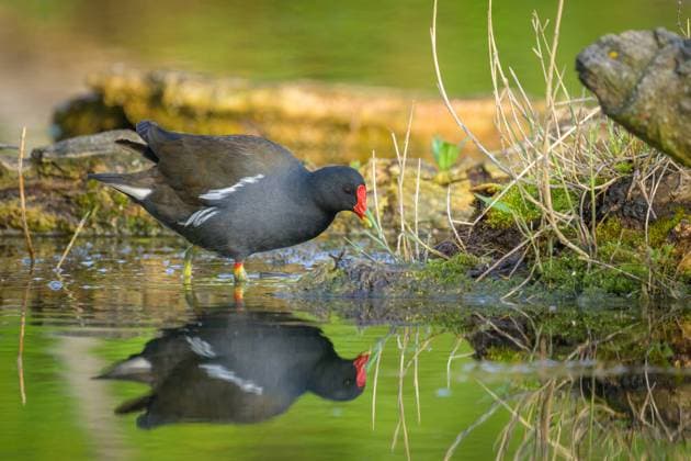 IMAGO Creative, Jahreszeit Frühling, Licht und Sonne A Common moorhen (Gallinula chloropus) looking for food walking in the water, sunny morning in sumnmer Austria