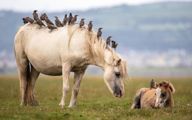 Bilder des Jahres 2023, Entertainment 08 August Entertainment Themen der Woche KW35 Entertainment Bilder des Tages Hundreds of starlings join the semi-feral conservation Welsh mountain ponies (Section A), mare?s and their foals in a spectacular display on the protected Llanrhidian Marsh, North Gower, Swansea. The picturesque area of Llanrhidian Marsh is classed as one of the best salt-marshes in Britain, known for its abundance of flora and fauna.The starlings use the ponies like a drive through, fast food restaurant - The starlings perch and hitch a ride on the backs of the ponies, whilst the ponies, which are selective grazers, rummage, kick up and chomp on the grasses. By the ponies doing this, bugs revealed and are brought up to the surface. As soon as this happens, the starlings jump down, seizing this opportunity for an easy grub meal. Where: S Copyright: xx 52996074 EDITORIAL USE ONLY. NOT FOR USE BY NEWSPAPERS BASED IN THE UK.