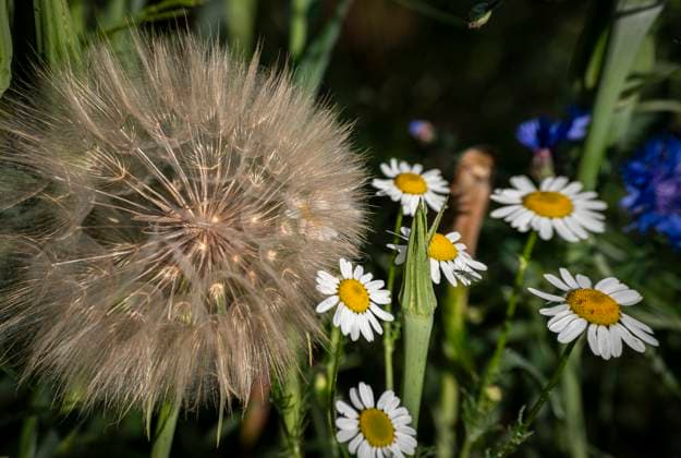 Creative Highlights World Pusteblume: Bis zu 300 Schirmchen an einer Blüte. Bis zu 300 filigrane Schirmchen bilden sich an den Fruchtständen der Pusteblume . Die Schirmchen verteilen die Samen weiträumig. Die Blüten gehören zum Gewöhnlichen Löwenzahn oder zu anderen Korbblütlern wie den Wiesen-Bocksbart ( Riesenpusteblume ). Potsdam Brandenburg Deutschland *** Dandelion Up to 300 umbrellas on one flower Up to 300 filigree umbrellas form on the inflorescences of the dandelion The umbrellas distribute the seeds over a wide area The flowers belong to the common dandelion or to other composite plants such as the meadow goatsbeard Giant dandelion Potsdam Brandenburg Germany