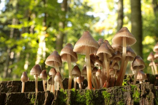 Creative Highlights World Mushrooms Family of mushrooms on a tree trunk, October, Poland Copyright: xZoonar.com PaulxAniszewskix 16897181