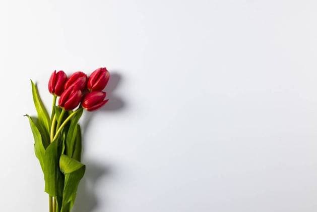 Bunch of red tulips with copy space on white background Bunch of red tulips with copy space on white background. Flower, plant, shape, nature and colour concept., model released, , property released, Cape Town, South Africa, 2023-07-18T22:00:00.000Z, 4162405.jpg, bunch,red,tulip,copy space,white background,flower,plant,shape,nature,colour,concept,floral,green,leaf,background,natural,garden,blossom,spring,summer,color,design,beautiful,abstract,white,flora,illustration,decoration,graphic,beauty,pattern,copy,space
