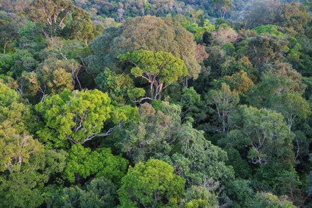  Blick über die Baumkronen des Adolpho Ducke Forest Reserve, Manaus, Bundesstaat Amazonien, Brasilien, Südamerika *** View via the Treetops of Adolpho Ducke Forest Reserve, Manaus, State Amazon, Brazil, South America Copyright: imageBROKER/G&MxTherin-Weise ibxgab09574647.jpg