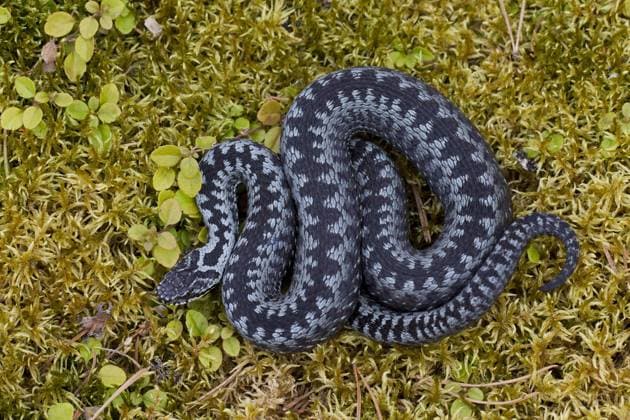  Kreuzotter (Vipera berus), zusammengerollt in auffälliger Pose, graue Farbphase, Schweden, Europa *** Common Viper Vipera Berus , zusammengerollt in More striking Pose, Grey Color phase, Sweden, Europe Copyright: imageBROKER/alimdix/xArterrax/xSven-ErikxArndt ibltsm09574304.jpg