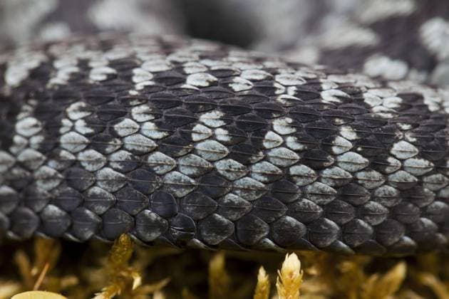  Kreuzotter (Vipera berus) mit stark gekielten Schuppen, graue Farbphase, Schweden, Europa *** Common Viper Vipera Berus with strong gekielten Shed, Grey Color phase, Sweden, Europe Copyright: imageBROKER/alimdix/xArterrax/xSven-ErikxArndt ibltsm09574308.jpg