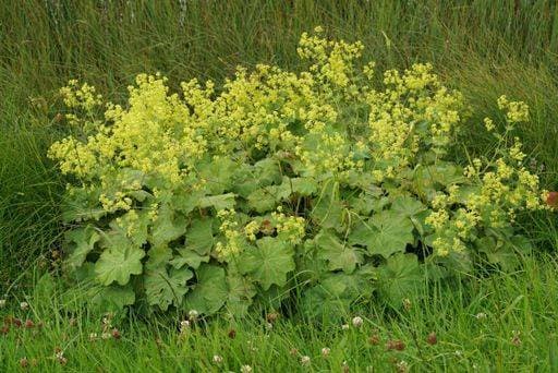 A closeup of an isolated scented homeopathic garden ladys-mantle plant, Alchemilla mollis, in a meadow *** einer closeupe des An&Verkauf isoliert scented Homöopathische Garten ladys mantle plant, Alchemilla mollis, ÊIn einer Wiese 20830718 RECORD DATE NOT STATED