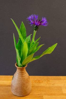 Mountain flake flower, Centaurea Montana in the vase Mountain flake flower, Centaurea Montana in the vase. High quality photo Copyright: xZoonar.com Farifox 17116641