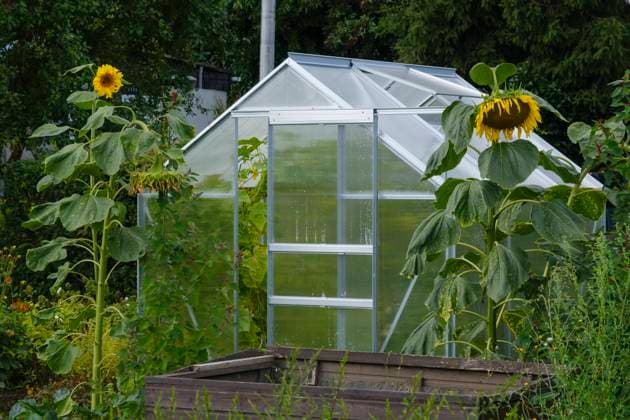 Gewächshaus und Sonnenblumen im Kleingarten, Nordrhein-Westfalen, Deutschland, Europa *** Greenhouse and Sunflowers at Allotment garden, North Rhine Westphalia, Germany, Europe 1100403374
