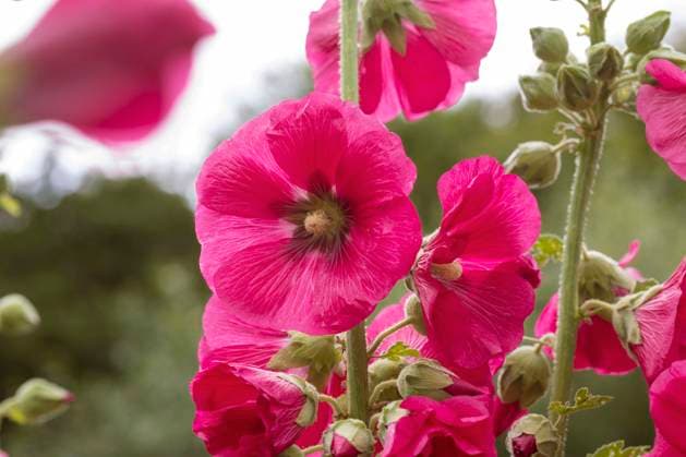 Stockrose, Stock-Rose, Stockmalve, Stock-Malve, Halsrose, Hals-Rose, Brandrose, Brand-Rose (Alcea rosea, Althaea rosea), Bluete hollyhock (Alcea rosea, Althaea rosea), flower BLWS693878 *** Hollyhock, Stock Rose, Stock mallow, Stock Mallow, Neck rose, Neck Rose, Brand Rose, Brand Rose Alcea rosea, althaea Rosea , Bluete hollyhock Alcea rosea, althaea Rosea , Flower BLWS693878 Copyright: xblickwinkel F.xHeckerx